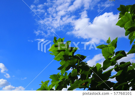 Leaves and blue sky 57768101