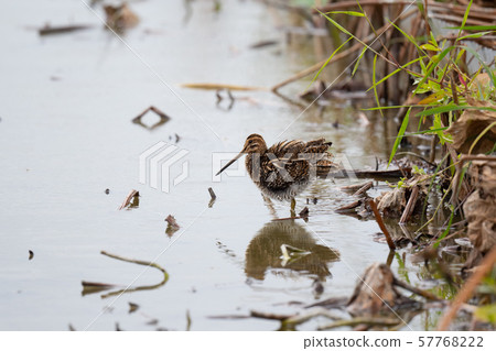 Tashigi came to the lotus field in autumn 57768222