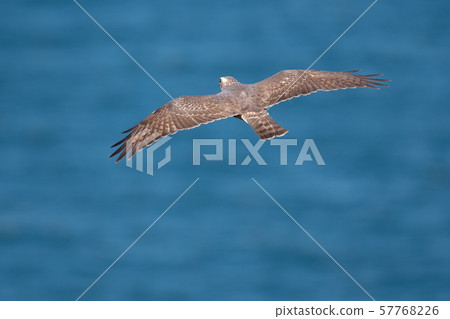 Sashiba 02 flying over the Naruto Strait 57768226