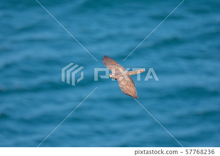 Sashiba 06 over the Naruto Strait Sashiba 06 over the Naruto Strait 57768236