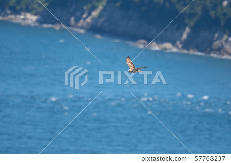 Buzzard flying from Awaji Island in autumn 57768237