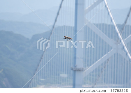 Osprey flies on the back of the Naruto Bridge Osprey flies on the back of the Naruto Bridge 57768238