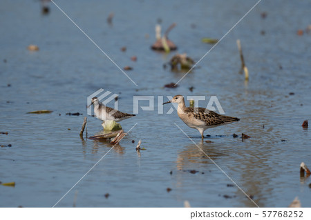 在秋天在蓮花田停下來的Elimixigi 57768252