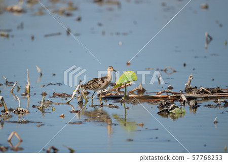 Erimakigi supplemented with lotus field 57768253