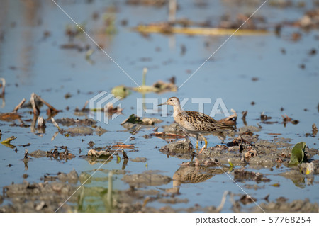 秋天，路途中的圍脖 57768254