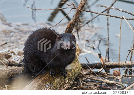 水邊水貂 57768374