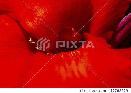 Red canna flower 57768379