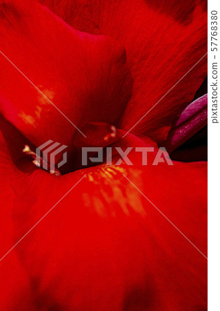 紅美人蕉花 紅美人蕉花 57768380