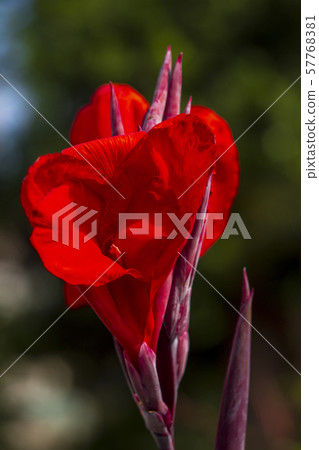 紅美人蕉花 紅美人蕉花 57768381