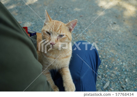 Cat, stray cat, miraculous reunion, tea tiger, char-bo, missing, two months Cat, stray cat, miraculous reunion, tea tiger, char-bo, missing, two months 57768434