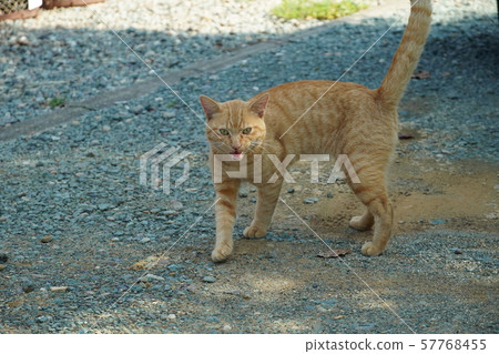 Cat, stray cat, miraculous reunion, tea tiger, char-bo, missing, two months Cat, stray cat, miraculous reunion, tea tiger, char-bo, missing, two months 57768455