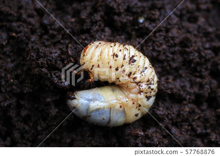 Beetle larvae 57768876