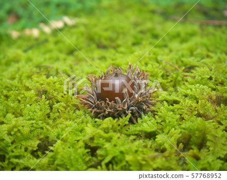 Kunugi Kunugi 57768952