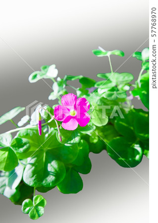 A single pink flower of Oxalis (Oxalis) has bloomed. Put text on the top and bottom to create a gentle background. A single pink flower of Oxalis (Oxalis) has bloomed. Put text on the top and bottom to create a gentle background. 57768970