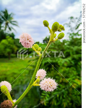 flower of giant mimosa, thorny sensitive plant flower of giant mimosa, thorny sensitive plant 57769252
