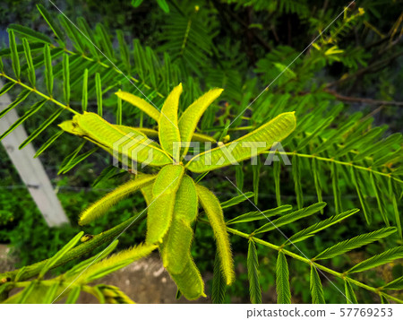 young pod of giant mimosa, thorny sensitive plant young pod of giant mimosa, thorny sensitive plant 57769253