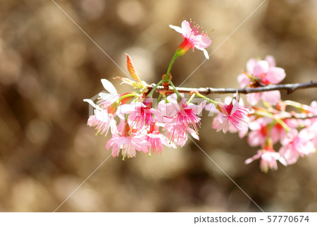 Pink Sakura flower blooming. 57770674