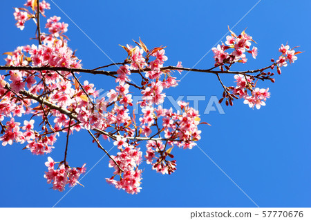 Pink Sakura flower blooming. Pink Sakura flower blooming. 57770676