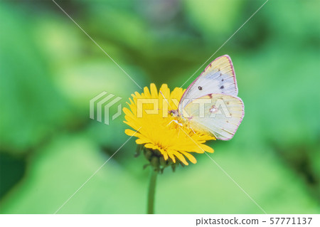 Butterflies and dandelions Butterflies and dandelions 57771137
