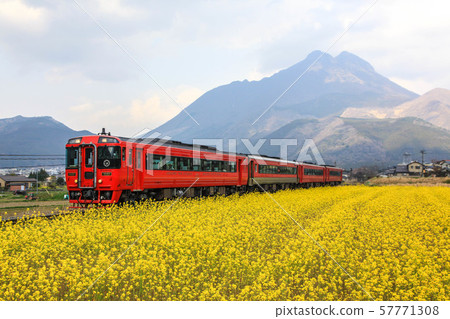 Rape blossoms and trains 57771308