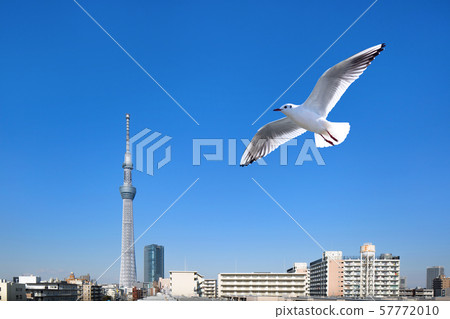 東京天空樹和海鷗 57772010