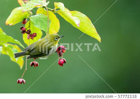 In the autumn season 57772118