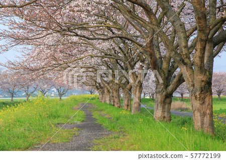 Cherry blossom trees on the Kusaba River Cherry blossom trees on the Kusaba River 57772199