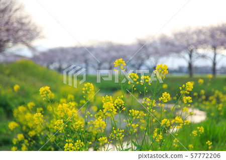 Cherry blossom trees on the Kusaba River Cherry blossom trees on the Kusaba River 57772206