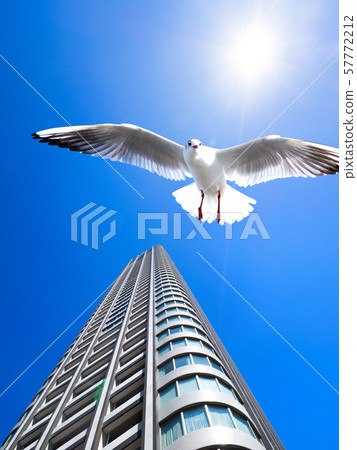Tower mansion and seagull Tower mansion and seagull 57772212