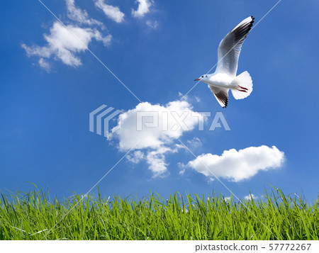 Blue sky and seagulls 57772267