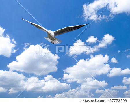 Blue sky and seagulls Blue sky and seagulls 57772309