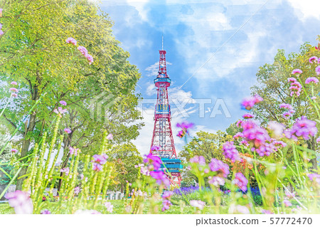 北海道夏季札幌大通公園和電視塔 57772470