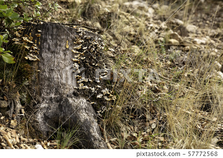 autumnal forest landscape 57772568