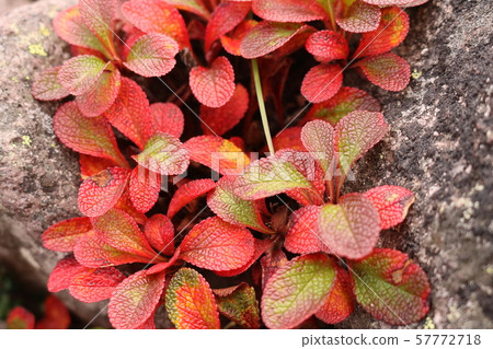 Ezo杜鵑花 Ezo杜鵑花 57772718