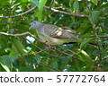 Zebra Dove Perched on Tree Branch 57772764