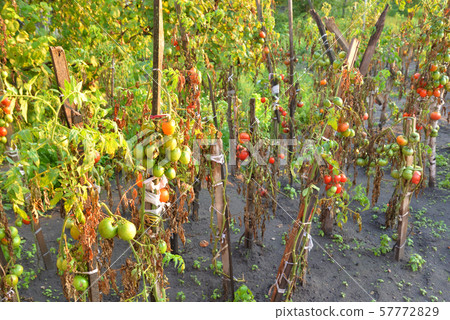 Tomatoes grow on a tomato bushes. Tomatoes grow on a tomato bushes. 57772829