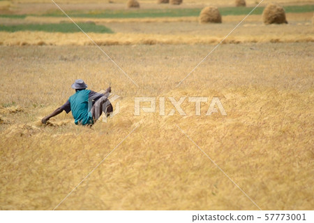African man working in a golden teff field, 57773001