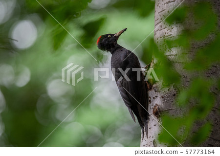 Autumn bears 57773164