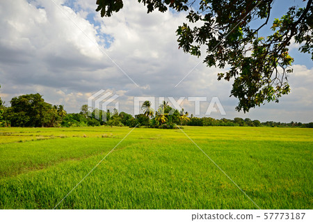 Panoramic view of central Sri Lanka plain Panoramic view of central Sri Lanka plain 57773187