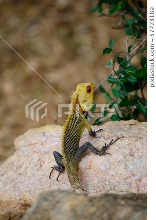 Colorful iguana on a stone, Sri Lanka 57773189