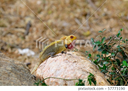 Colorful iguana on a stone, Sri Lanka Colorful iguana on a stone, Sri Lanka 57773190