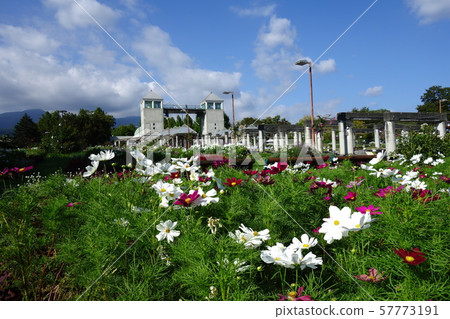 Gunma Flower Park Cosmos 57773191