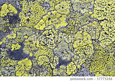 Yellow lichen means no air pollution 57773288