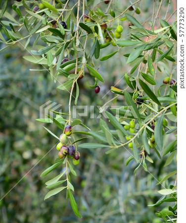 Olive tree branch with colorful olives 57773290