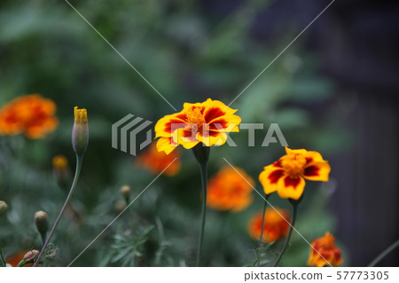Seongbuk-gu, Jeongneung-dong, Dulle-gil Seongbuk-gu, Jeongneung-dong, Dulle-gil 57773305