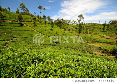 Tea plantation 57773319