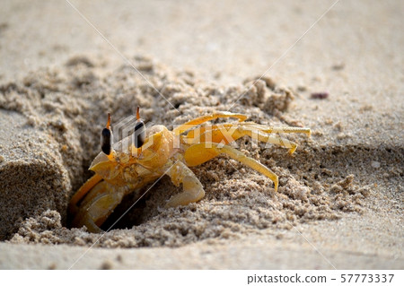 Shy ghost crab 57773337