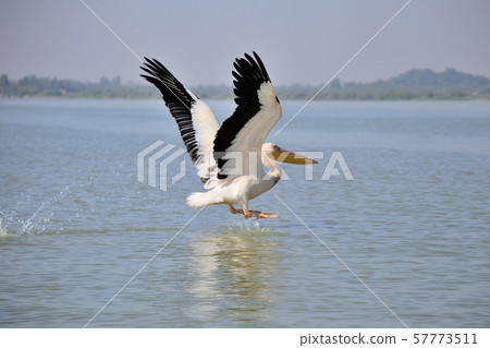 A lone pelican on Tana Lake, Ethiopia A lone pelican on Tana Lake, Ethiopia 57773511