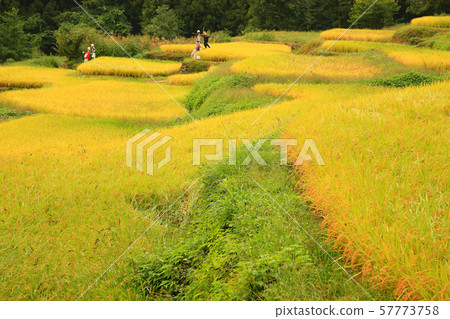 Rice fields in Ishiyama City, Fukushima Sanbu, Ishigaki 57773758