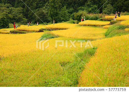 Rice fields in Ishiyama City, Fukushima Sanbu, Ishigaki 57773759